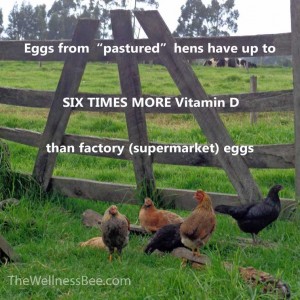 Farm Eggs vs. Factory Eggs