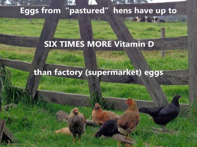 Farm Eggs vs. Factory Eggs