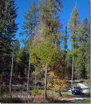 Camping in Chewelah, WA